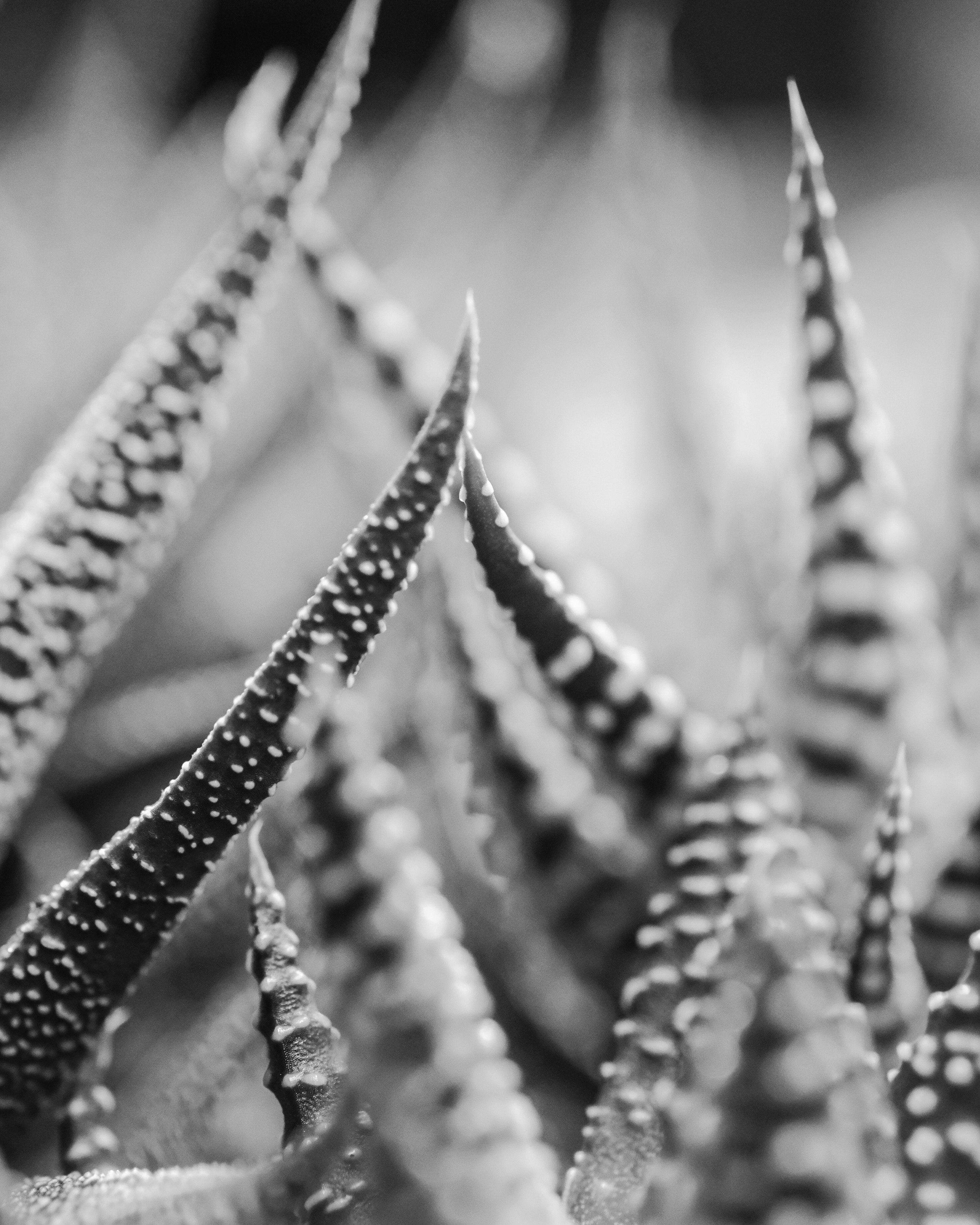 grayscale photo of plant stem